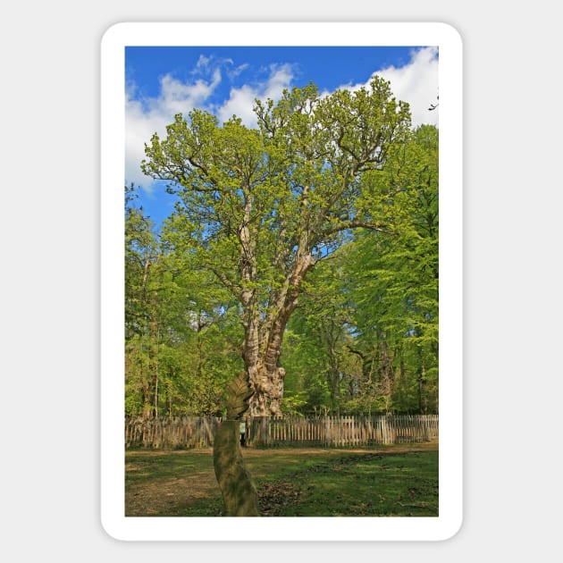 The Knightwood Oak Sticker by RedHillDigital